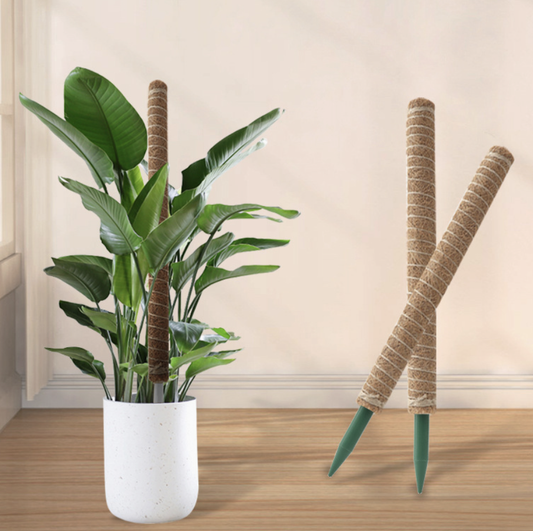 Monstera Support Stake / Pothos Climbing Pole