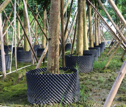 Plant Rooting Propagation Box